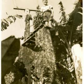 Flying fox for transferring bananas, c. 1946