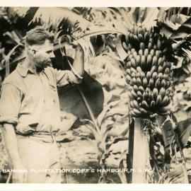 Checking the ripening bananas