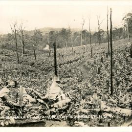 Banana plants replace forest