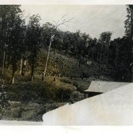 Stan Gordon's banana plantation, c. 1925 - 1926