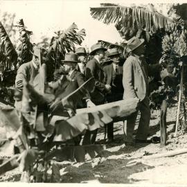 A delegation of BGF inspectors checks the banana plants, 1960