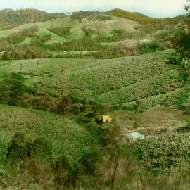 Surrounded by banana plantations