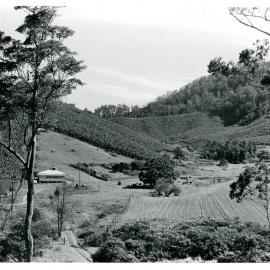 Banana plantation at Red Hill near Jarretts', c. 1959