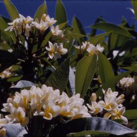 Frangipani
