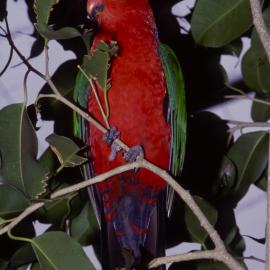 Australian king parrot