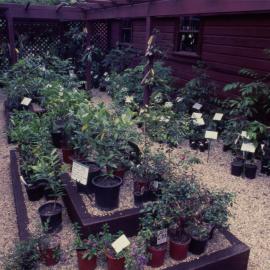 Plants for sale, Woolgoolga Garden Centre
