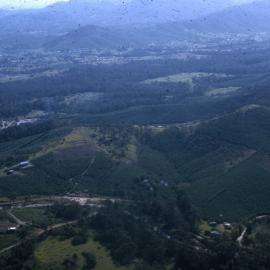 Millions of bananas in the hills near Coffs, 1965