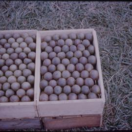 Passionfruit in Crates