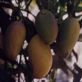 Mangoes in Tree