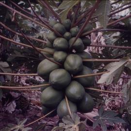 Papaya Plant
