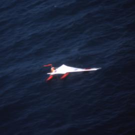 Hobie catamaran with a broken mast, 1977