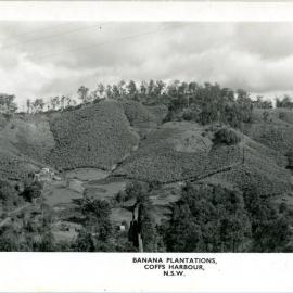 Banana plantations