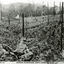 Tracks through the bananas