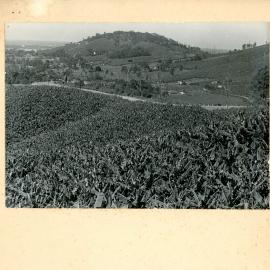 Viewing Roberts' Hill from Red Hill