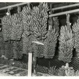 Banana bunch display, c.1961
