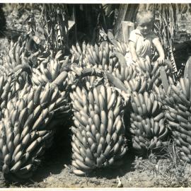 Ian Hamey surrounded by banana bunches, c. 1945