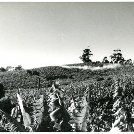 Cropdusting demonstration at Kratz's farm, July 1958