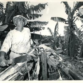 Cec Atwall inspects wind damage in his banana plantation, 1990