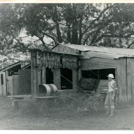Aerial wires used to transport bananas from plantation to packing shed, 1959