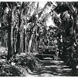 Traversing a banana plantation 