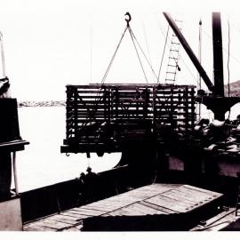 Loading pigs on T. S. S. Coombar, 1924
