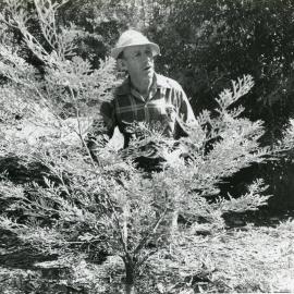 Botanist and Botanic Garden Curator Alex Floyd, September 1990