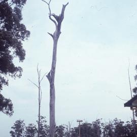 Osprey nest, December 1982