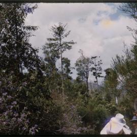 Forested track on Mount Moombil, 1960s