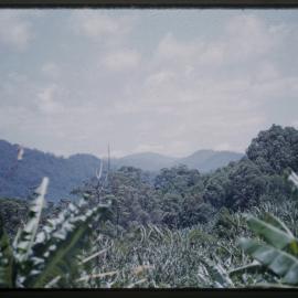The Whites' banana plantation, c. 1960s