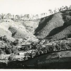 Banana plantations on Bruxner Park Road