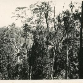 Karangi bushland, 1930