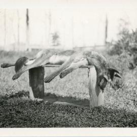 Dead dingo at Otley farm, 1930