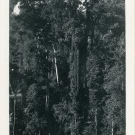 Rainforest at Otley, 1930