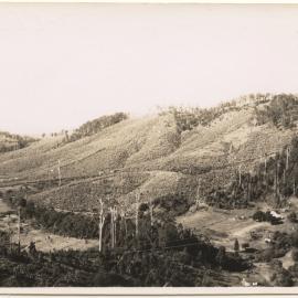 Banana plantations, c. 1940s