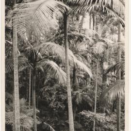 Palm trees in rainforest, c. 1940s