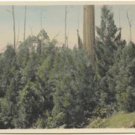 Pine trees, c. 1940s