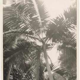 Palm trees, c. 1940s