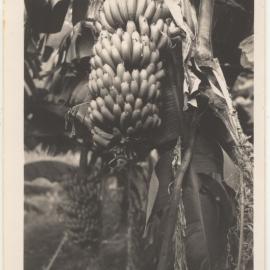 Banana bunches, c. 1940s