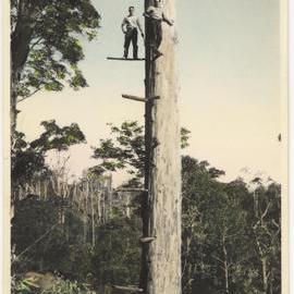 Tree felling, c. 1940s