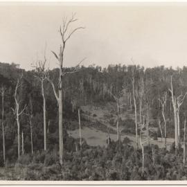 Portion of Otley farm, Karangi, 16 August 1946