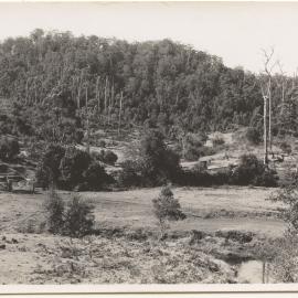 Otley farmland, Karangi, 22 September 1946