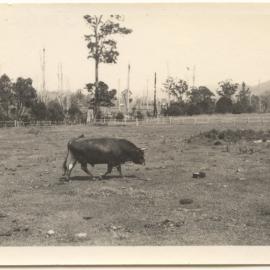 Bull at Otley, Karangi, c. 1940s