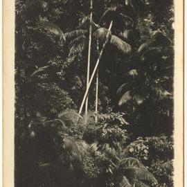 Bangalow palms near gold mine tunnel, Karangi, 1930