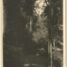 Rainforest near Otley farm, 1930