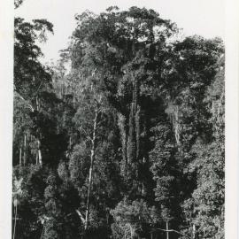 Sub-tropical vegetation, c. 1932