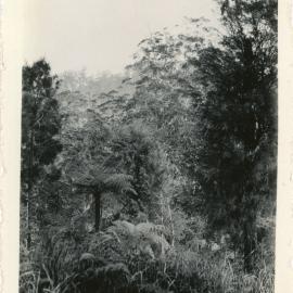 Sub-tropical vegetation, c. 1930