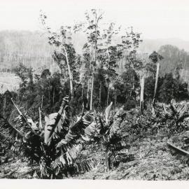 Banana plants, 1930 - 1933