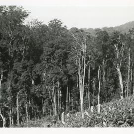Banana plantation, c.1933