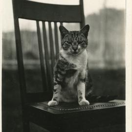 Otley cat Freddie, 1930