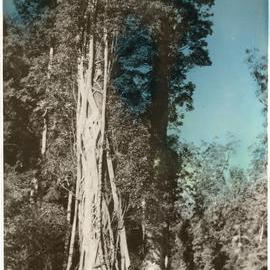 Tree with strangler fig